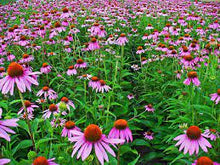 Carica l'immagine nel visualizzatore di Gallery, echinacea radice g200