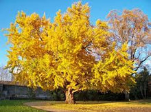 Carica l'immagine nel visualizzatore di Gallery, ginkgo biloba