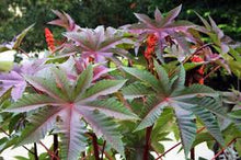 Carica l'immagine nel visualizzatore di Gallery, olio di ricino 100ml