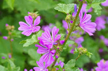 Carica l'immagine nel visualizzatore di Gallery, malva foglie e fiori t.t. g200