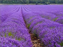 Carica l'immagine nel visualizzatore di Gallery, lavanda fiori g200
