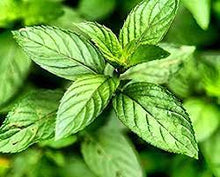 Carica l'immagine nel visualizzatore di Gallery, menta piperita t.t. g200