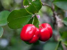 Carica l&#39;immagine nel visualizzatore di Gallery, acerola masticabile 60 cpr da 720 mg
