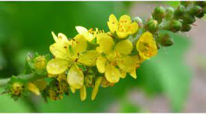 agrimonia erba 200g
