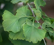 Carica l&#39;immagine nel visualizzatore di Gallery, ginkgo biloba
