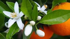 arancio dolce fiori 200g