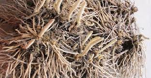 asparago radice 200g