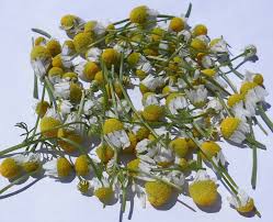 camomilla matricaria g200