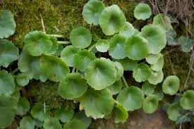 centella asiatica g200