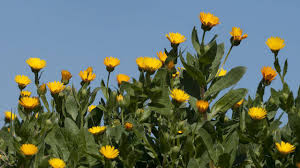 calendula fiore g200