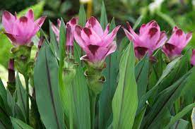 curcuma rizoma contuso g200