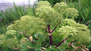 angelica radice 200g
