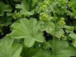 alchemilla 200g