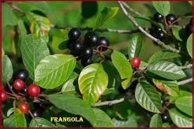 frangola corteccia g200