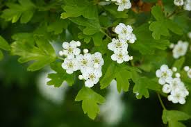 biancospino foglie e fiori g200